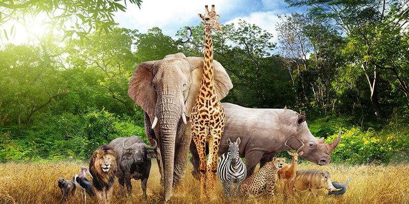 البيئه الحياتيه by FATMA ABUSHQRA - Ourboox.com