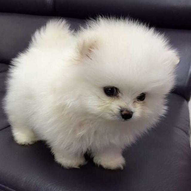 ליטל עדן סורביץ by Lital - Ourboox.com