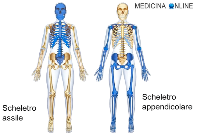 Il sistema scheletrico by Lucia Gallo - Ourboox.com