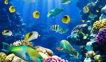 My favorite things by Shirley Waisman - Ourboox.com