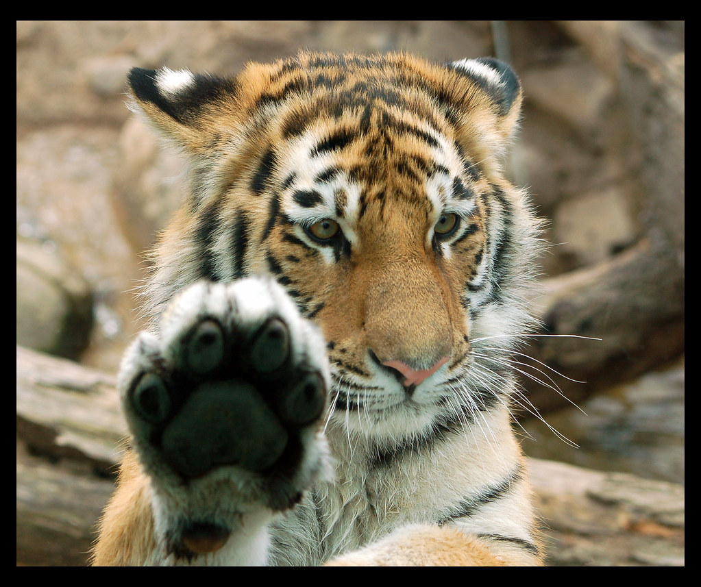 what if i was by eliana and hallel - Ourboox.com