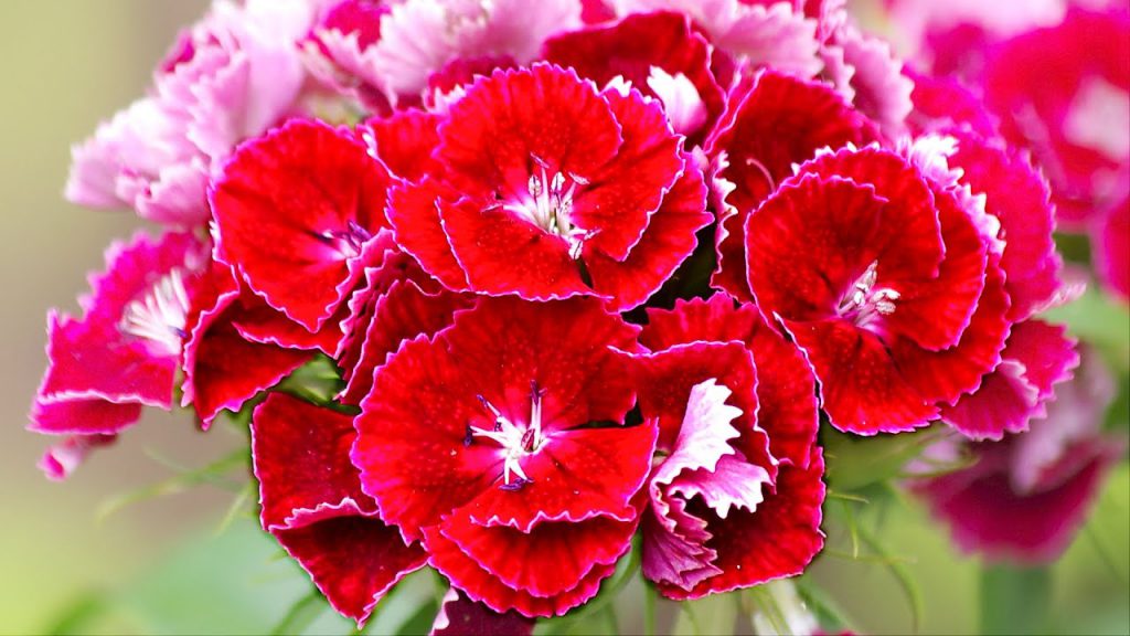 МОИ КВИТИ by Litus alisa - Ourboox.com