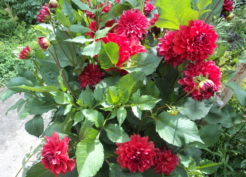 МОИ КВИТИ by Litus alisa - Ourboox.com