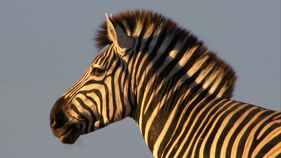 البيئة الحياتية by Haya alyan - Ourboox.com