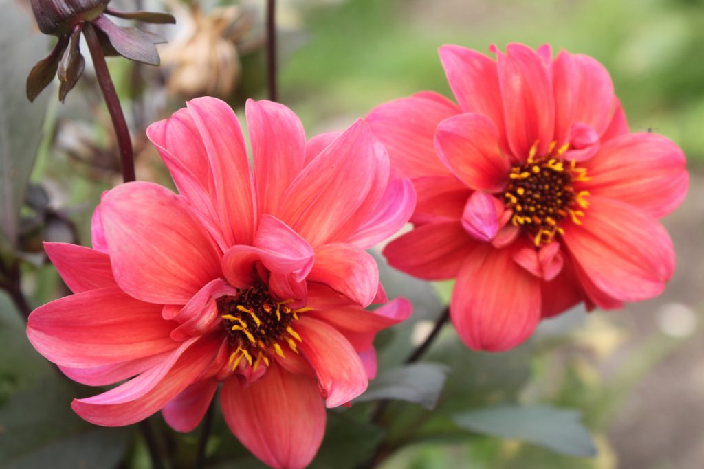 Квітки by Vlad - Ourboox.com