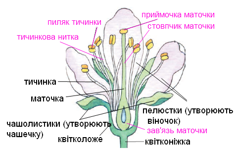Квітки by Vlad - Ourboox.com