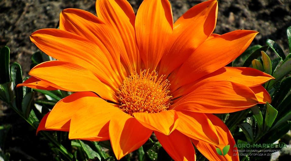 Квітки by Vlad - Ourboox.com