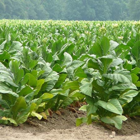 La sana alimentazione e i rischi del fumo by Flavia Di Caprio - Ourboox.com