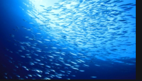 EDUCAZIONE ALIMENTARE by marilisa grillo - Illustrated by Marilisa Muchacia - Ourboox.com