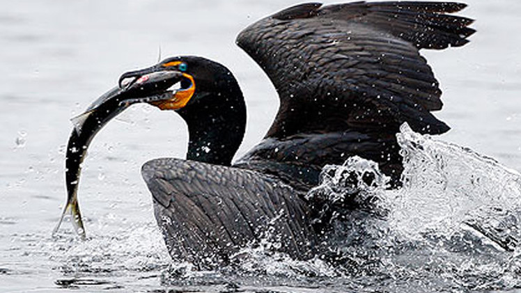 البيئه الحياتيه by FATMA ABUSHQRA - Ourboox.com