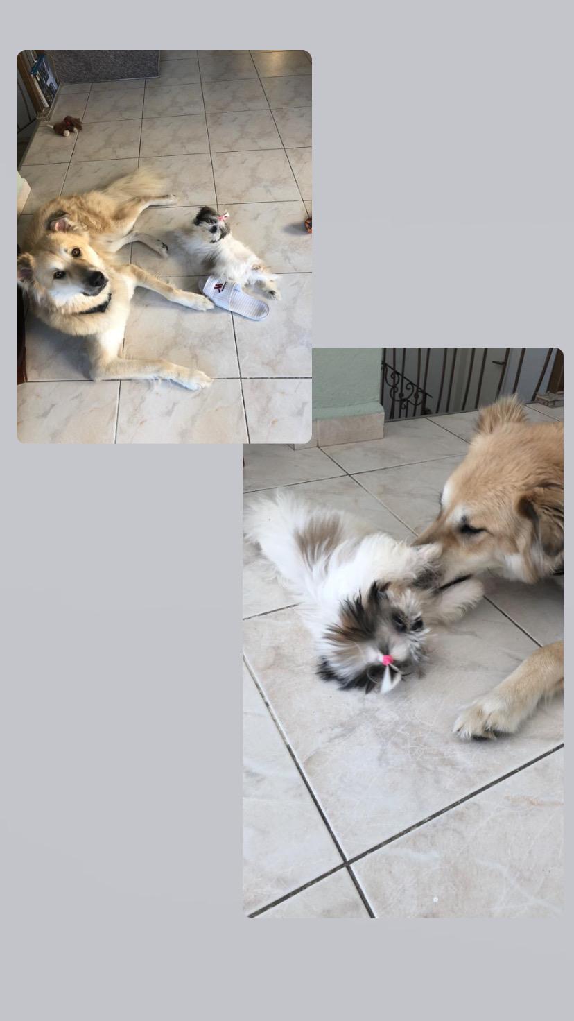 עבודת שורשים – נויה אוחנה by noyaohana - Ourboox.com