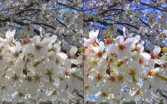 Фото до і після коригування в Photoshop