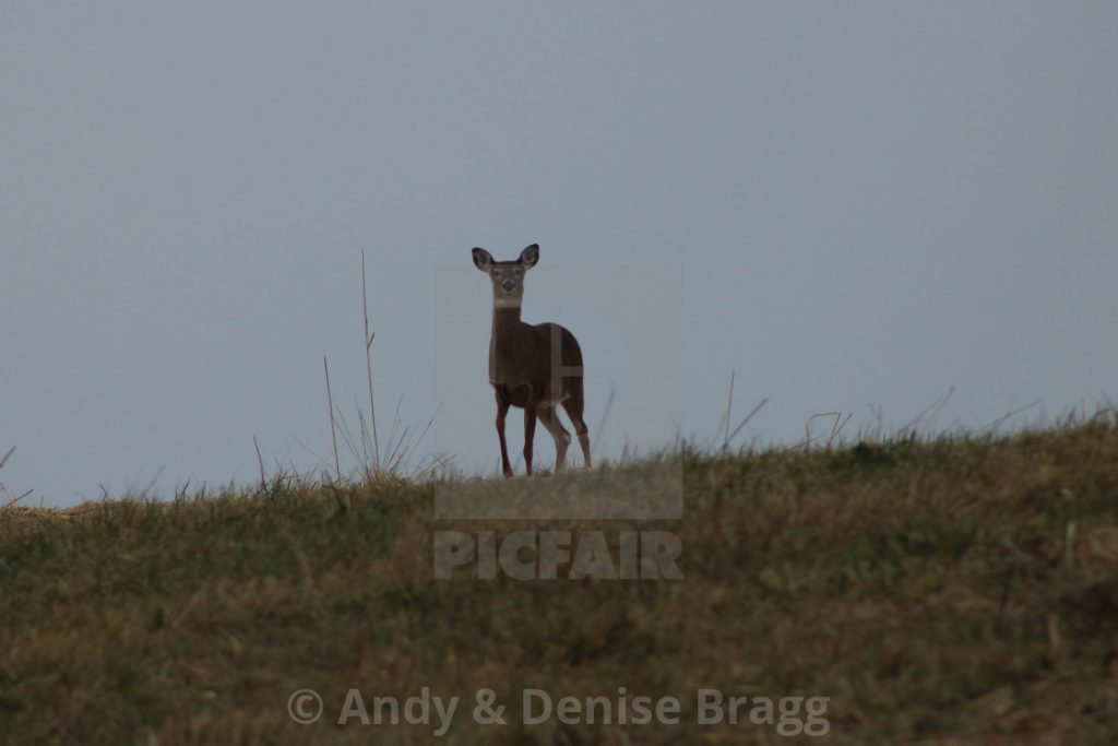 The Twin Deer by Joycel Red - Illustrated by Joycel Red - Ourboox.com