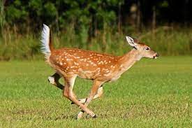 The Twin Deer by Joycel Red - Illustrated by Joycel Red - Ourboox.com