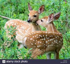 The Twin Deer by Joycel Red - Illustrated by Joycel Red - Ourboox.com