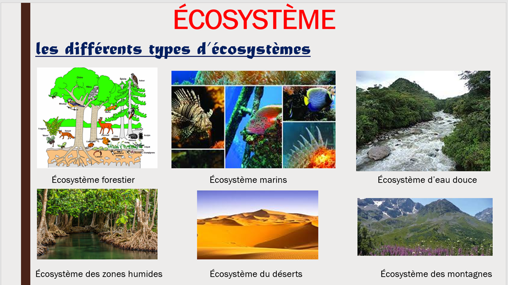 Mon porte-folio d’informatique by Marwa - Ourboox.com