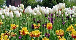 Anotimpurile prin ochi de copil by Alexia Ispas - Ourboox.com