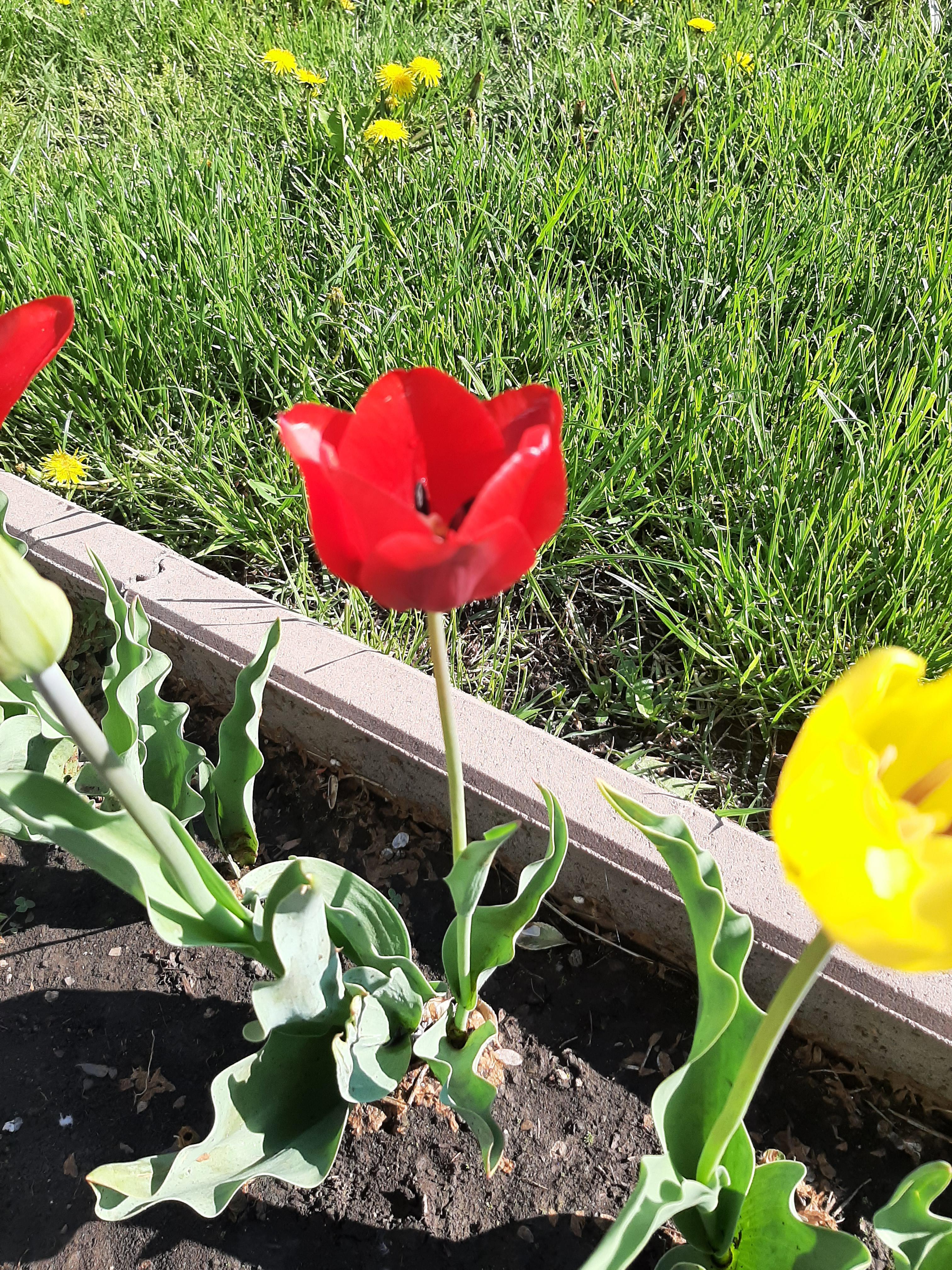 ANOTIMPURILE PRIN OCHI DE COPIL by IOANA SIMIONESCU - Ourboox.com