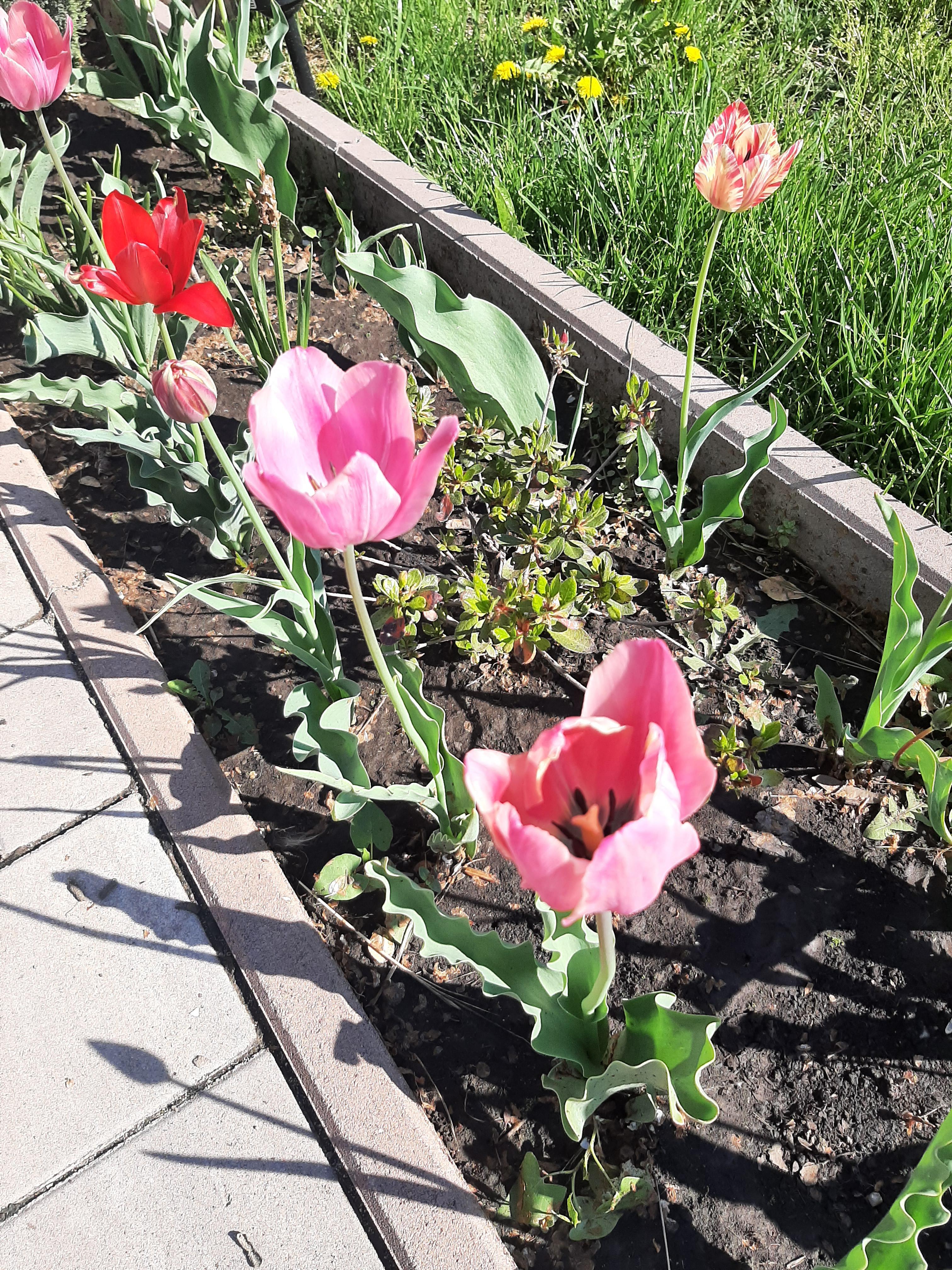 ANOTIMPURILE PRIN OCHI DE COPIL by IOANA SIMIONESCU - Ourboox.com