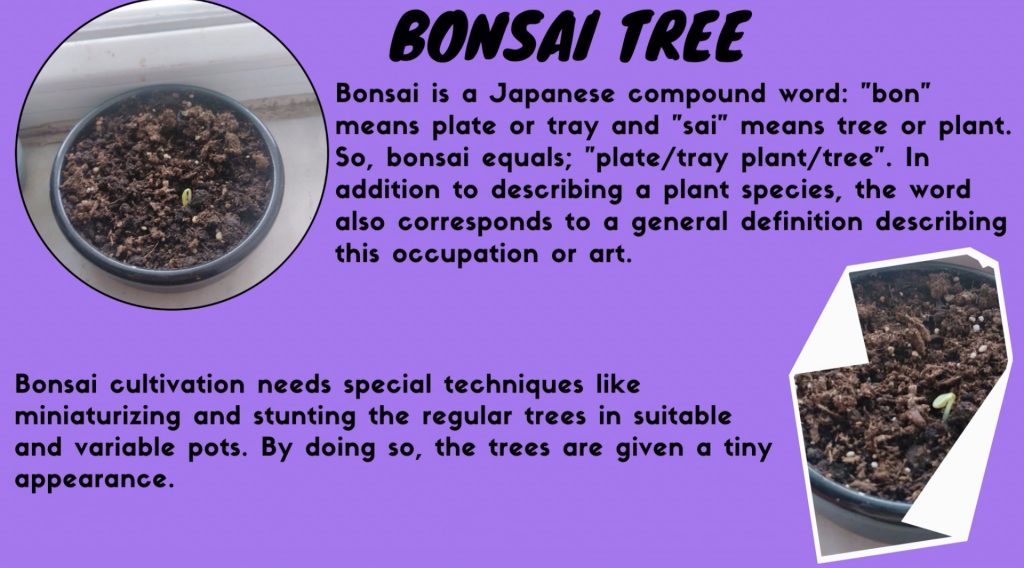 Namık kemal secondry school by Namık kemal secondry school - Ourboox.com