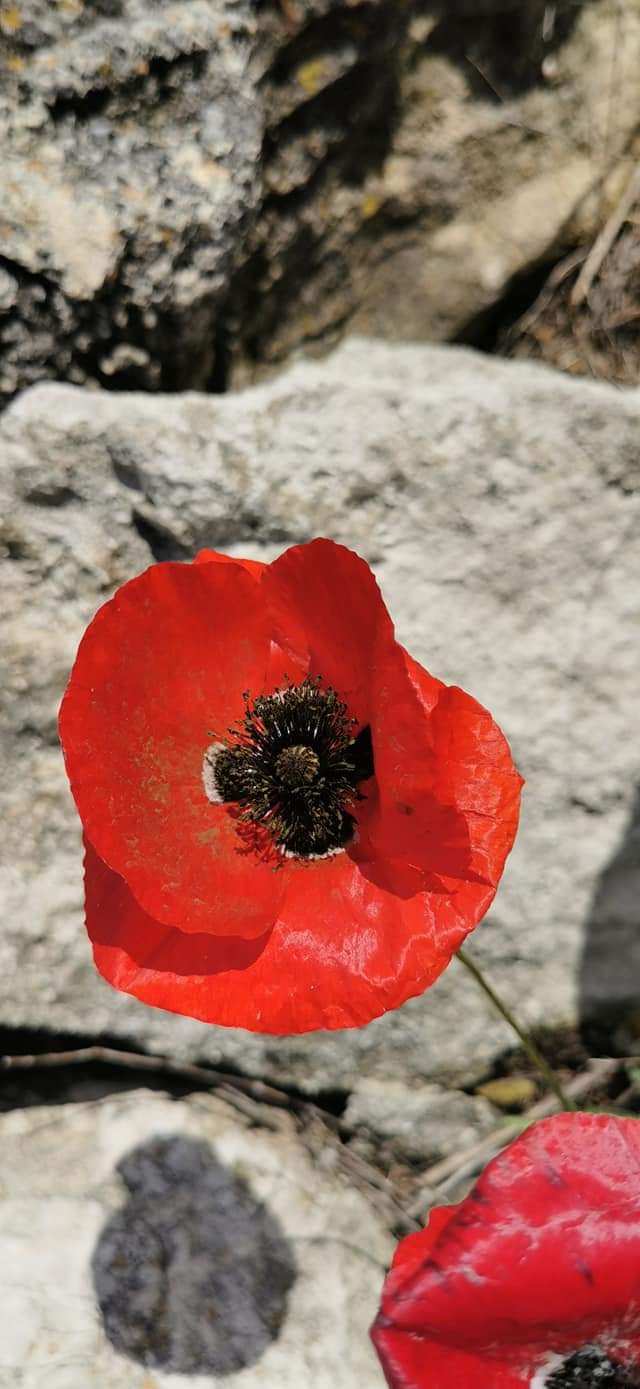 ANOTIMPURILE PRIN OCHI DE COPIL by rares - Ourboox.com