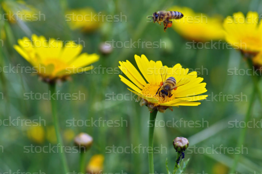 Anotimpurile prin ochi de copil by Cirstian Andreea Ioana - Ourboox.com