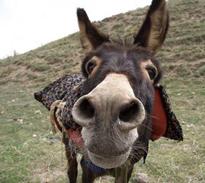 عائلتي by shadia habib - Illustrated by اعداد طلاب السنافر - Ourboox.com