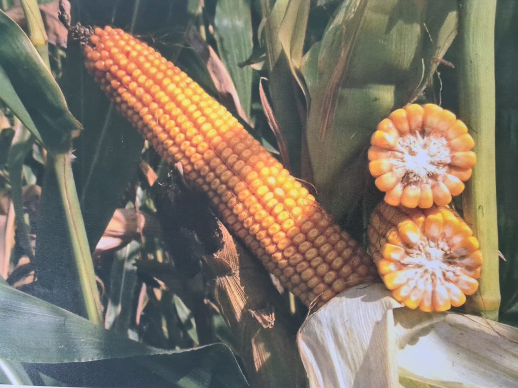 “Anotimpurile prin ochi de copil” by Ioana Roberta Cojocea by Mihaela Cojocea - Ourboox.com