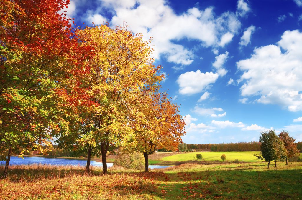 Anotimpurile prin ochi de copil by Emma Mihaela Zahanagiu - Illustrated by Emma Zahanagiu - Ourboox.com