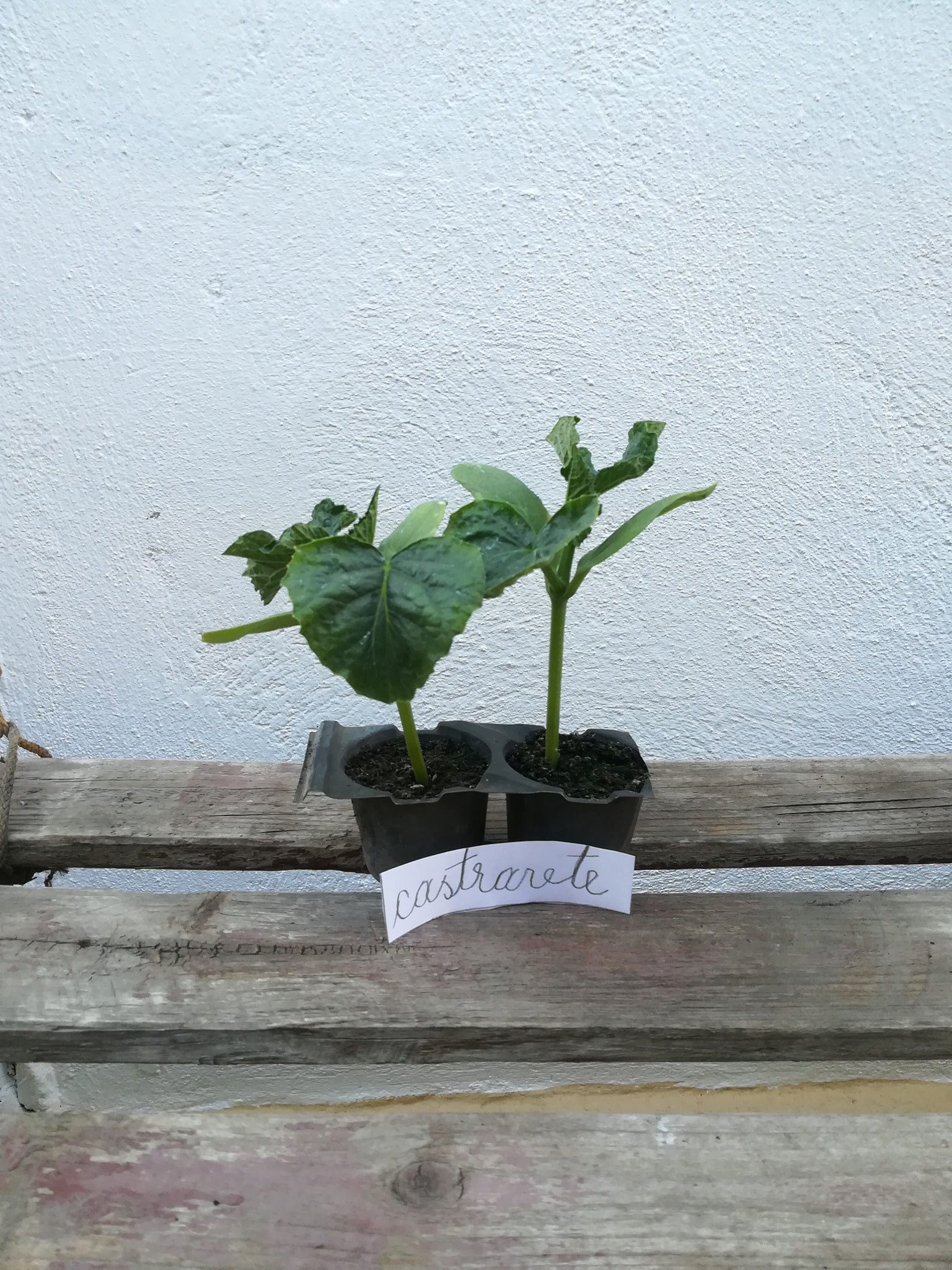 ”Anotimpuri prin ochi de copil” by Antonia Mocanu - Ourboox.com