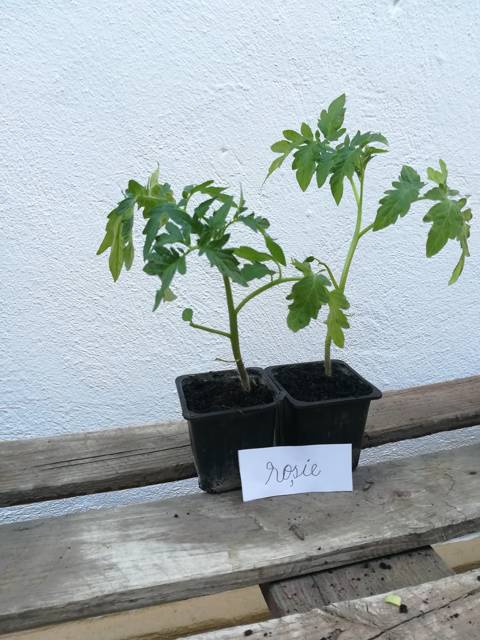 ”Anotimpuri prin ochi de copil” by Antonia Mocanu - Ourboox.com