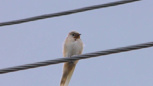 Лястовица by Svetlana Ivanova - Ourboox.com