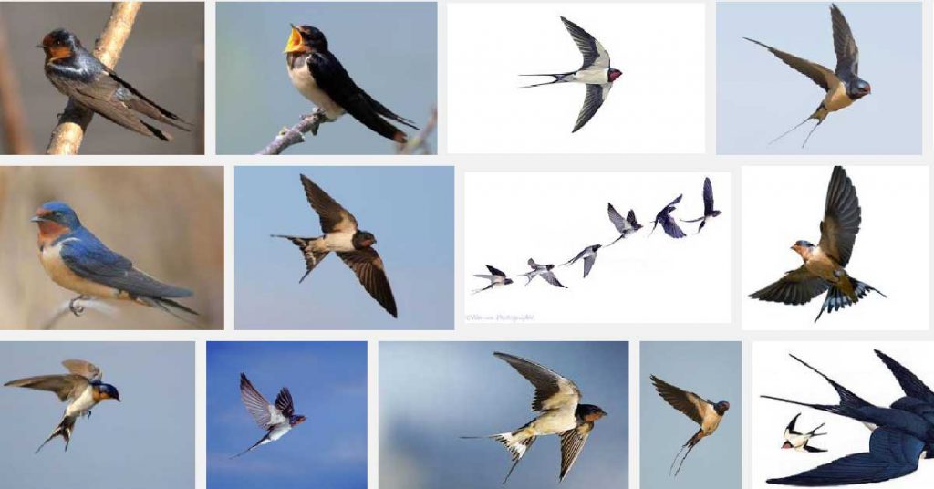 Лястовица by Svetlana Ivanova - Ourboox.com