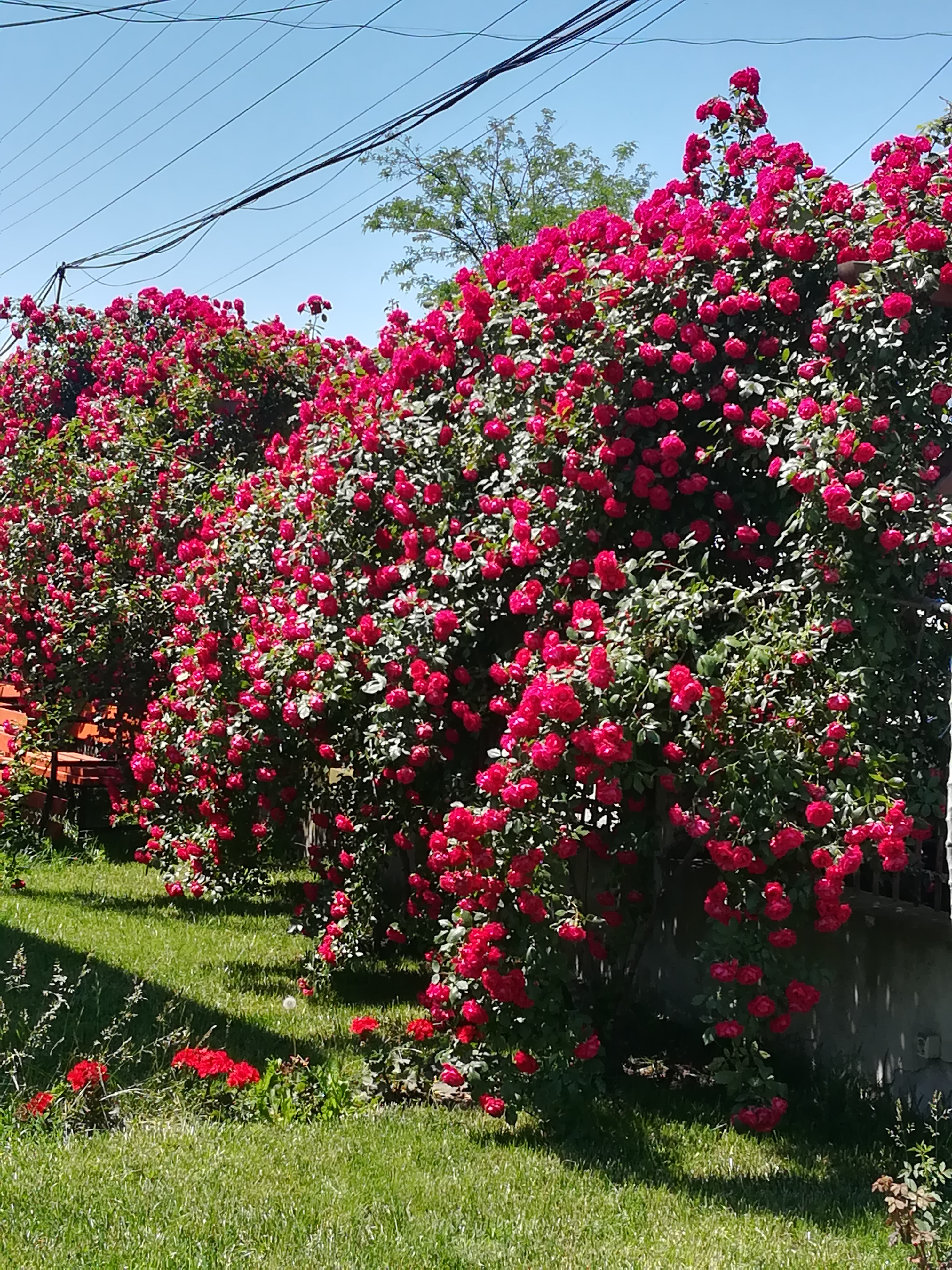 ”Anotimpuri prin ochi de copil” by Antonia Mocanu - Ourboox.com