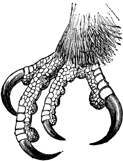 Word Book by Gülriz DOĞRUL - Ourboox.com