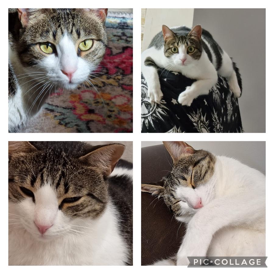 עבודת שורשים של שי רז by shai raz - Ourboox.com