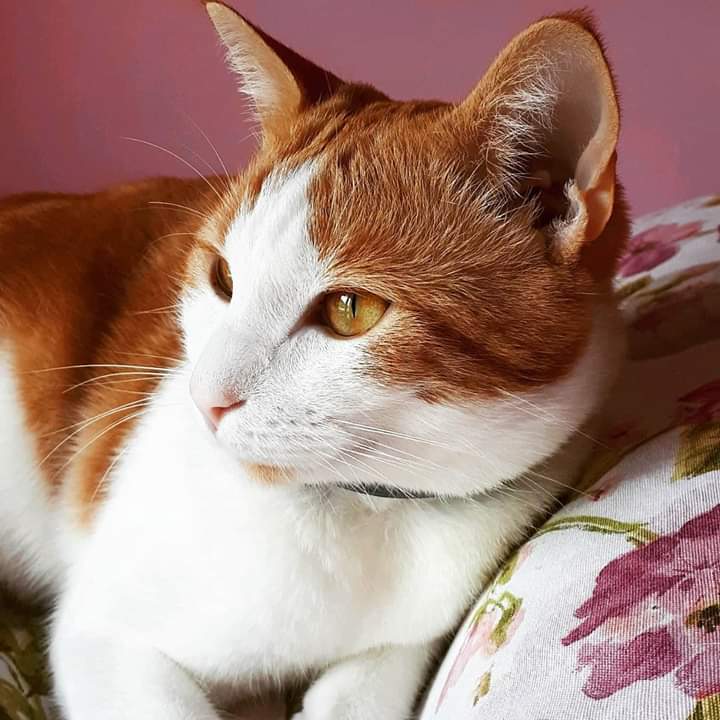 Il mio gatto Rocky by Maria - Illustrated by Ester - Ourboox.com