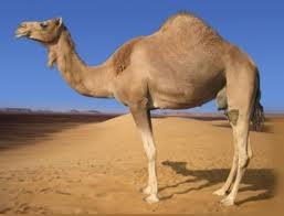 حيوانات المرعى by subhia naamna - Ourboox.com