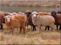 حيوانات المرعى by subhia naamna - Ourboox.com