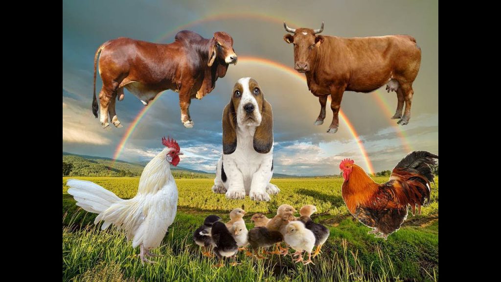 حيوانات المرعى by subhia naamna - Ourboox.com