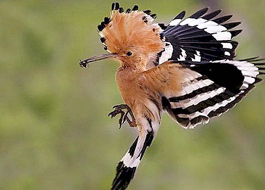 الهدهد by esraa mahameed - Illustrated by رسومات :اسراء محمد محاميد - Ourboox.com