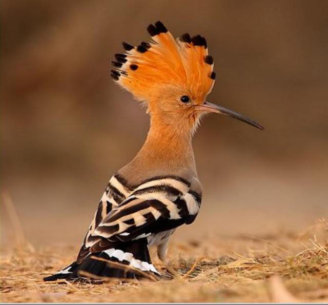 الهدهد by esraa mahameed - Illustrated by رسومات :اسراء محمد محاميد - Ourboox.com