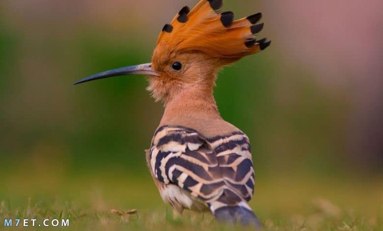 الهدهد by esraa mahameed - Illustrated by رسومات :اسراء محمد محاميد - Ourboox.com