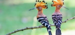 الهدهد by esraa mahameed - Illustrated by رسومات :اسراء محمد محاميد - Ourboox.com