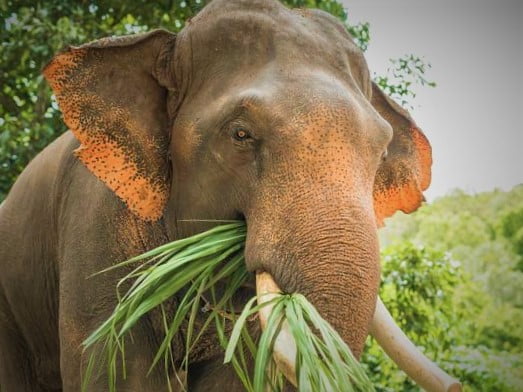 البيئة الحياتية by ghina natsha - Ourboox.com