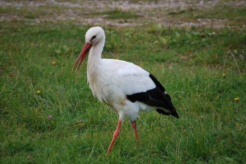 Lietuva devintokų akimis I DALIS by Nojus - Ourboox.com