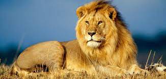 كائنات حيه بالطبيعه by arwa - Ourboox.com