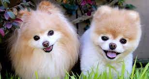 كائنات حيه بالطبيعه by arwa - Ourboox.com