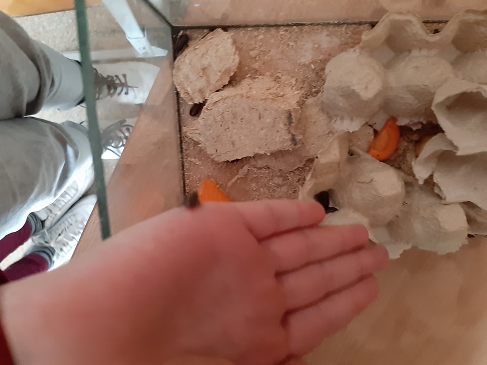 ETWINNING PROJEKTO ,,STEAMUKO DRAUGAI” BAIGIAMOJI KNYGA by Mokytoja Laura Palivonienė - Ourboox.com