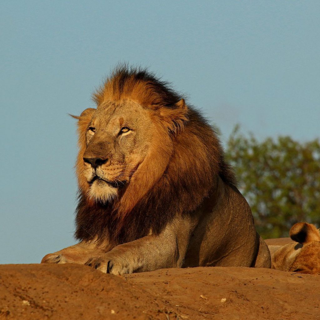 לחיות עם החיות by malki - Ourboox.com